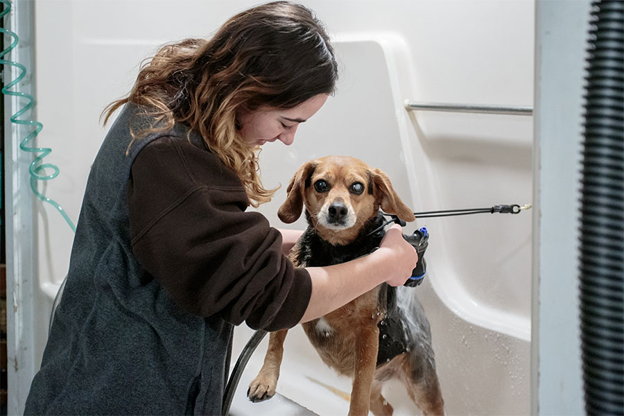 Dog day spa in Holderness NH (603) 5364219 College for Pets