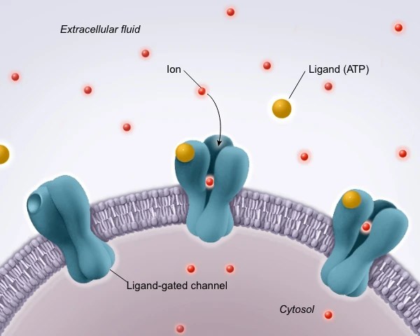 AP® Biology Scoring Essentials: Detailed Breakdown
