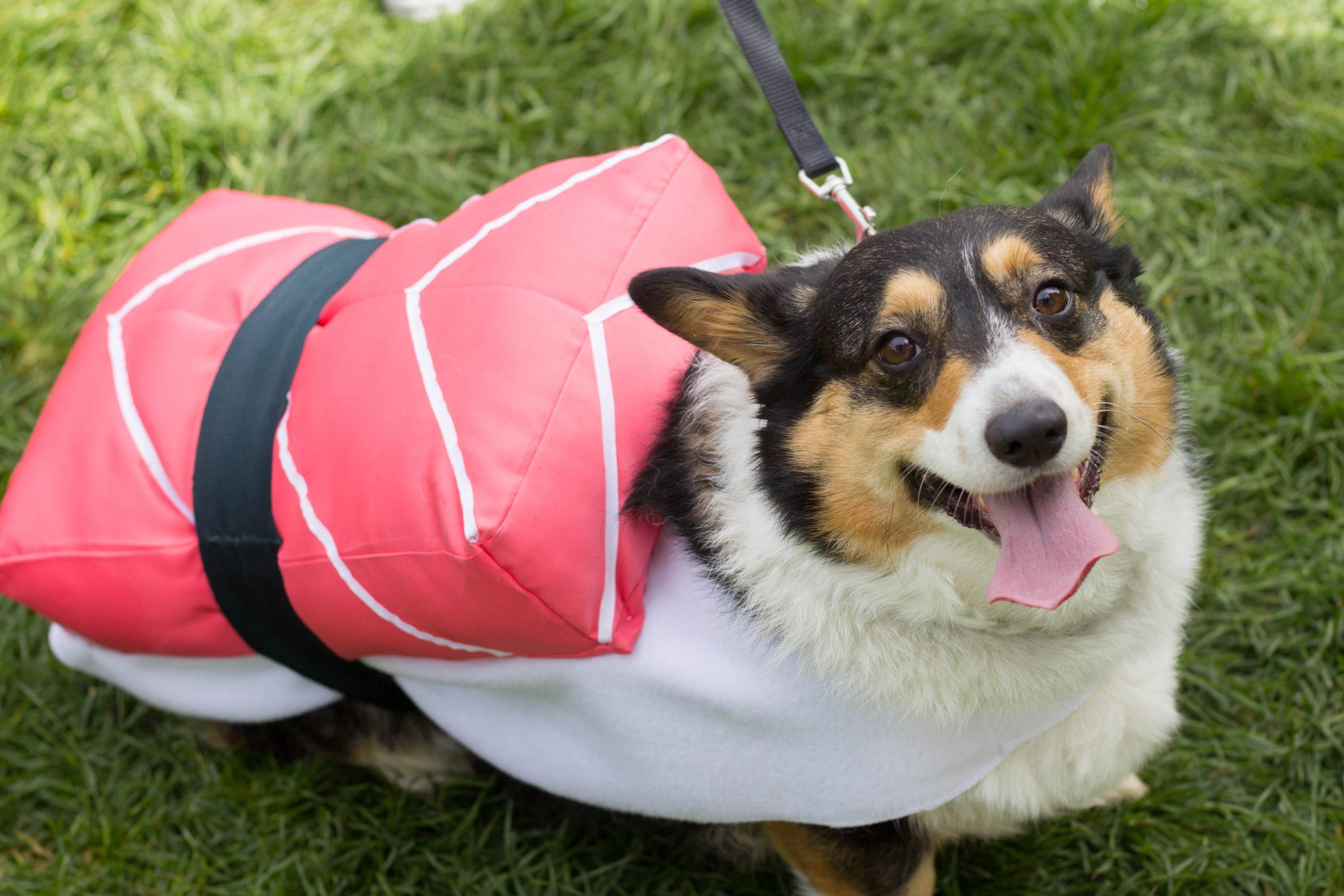 Costumes For Humans