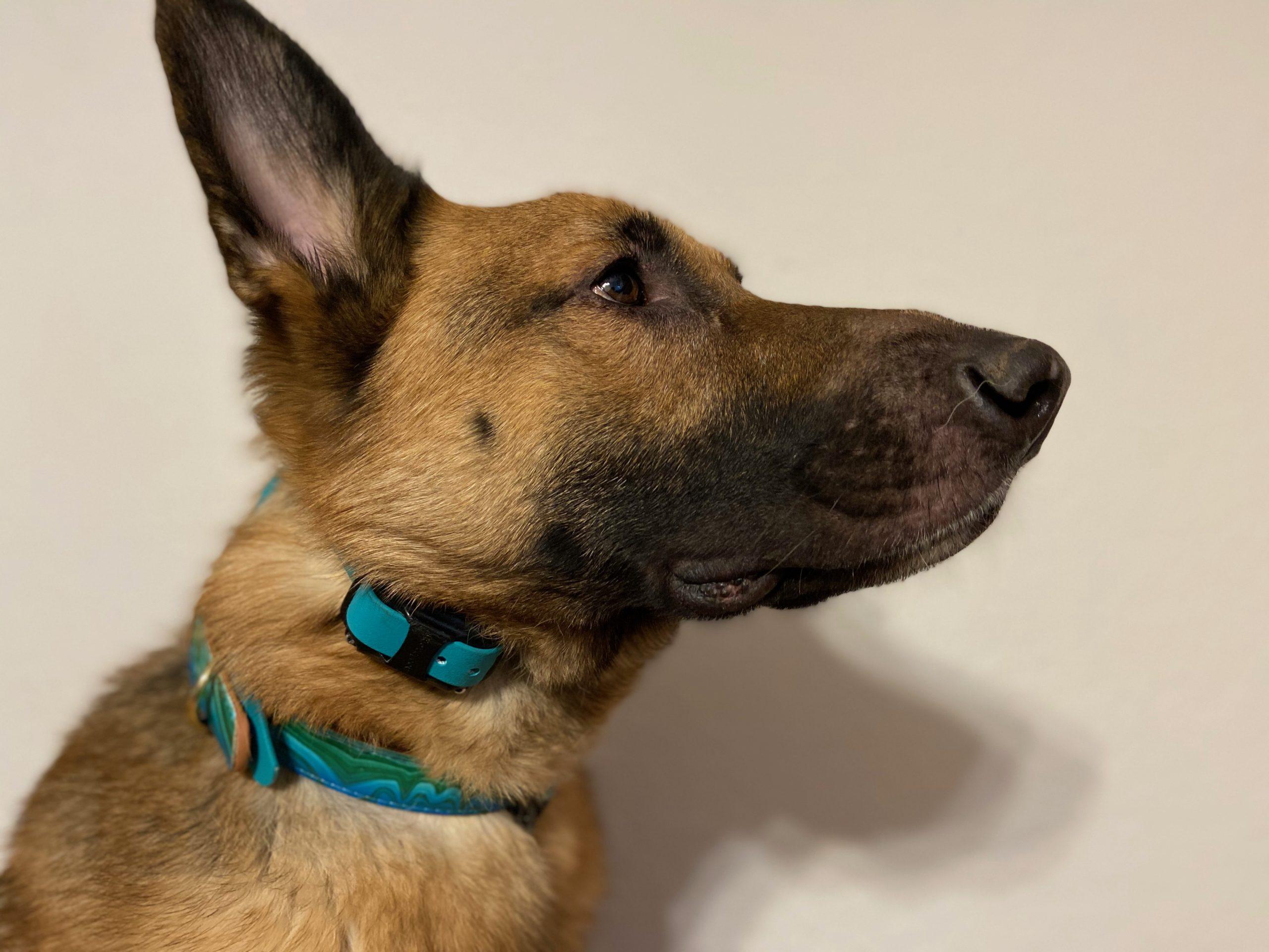 Rego How to properly use dog training collars The Rocky Mountain