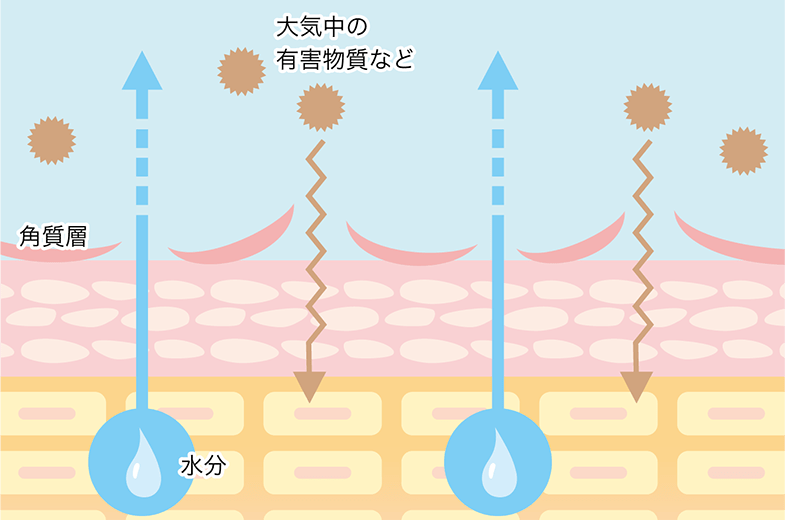 保存版！セタフィルの種類と特徴 その使い方と活用術17選 Colleme (コレミー)