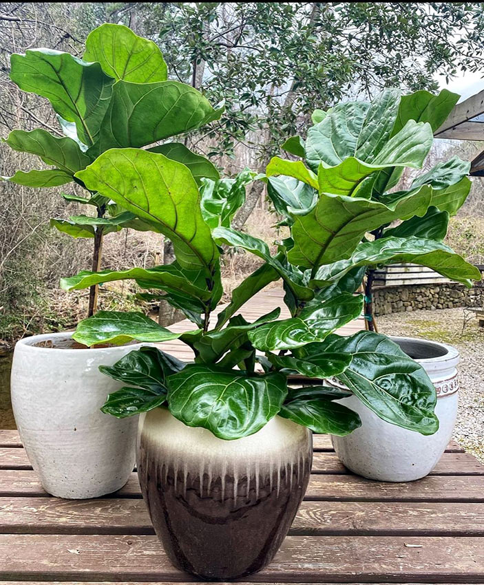 Birmingham AL Plant Nursery & Garden Shop Online Gallery