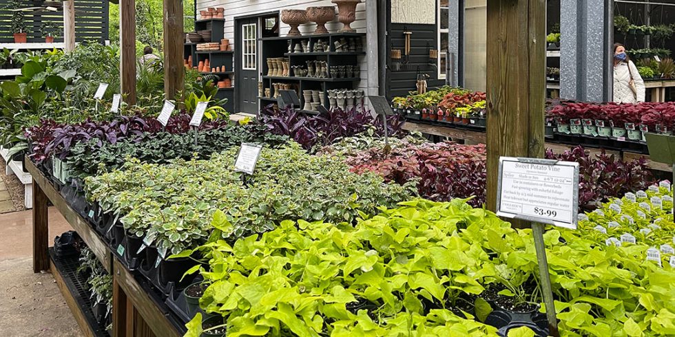 Birmingham Plant Nursery and Garden Shop Collier's Nursery