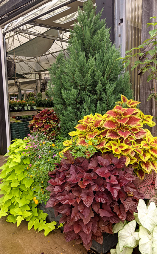 Birmingham AL Plant Nursery & Garden Shop Online Gallery