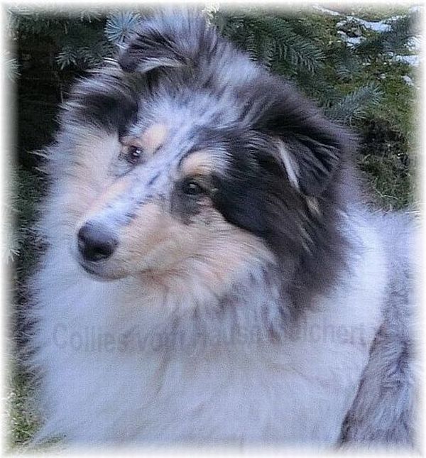 Collie stud dog collie dog breed Collie blue merle male