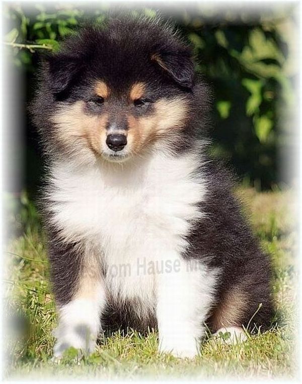 Collie Welpen aus Amerikanischen Linien zu verkaufen