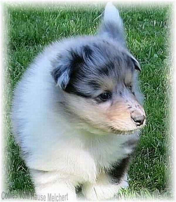 Blue Merle Collie Welpen Collie Züchter vom Hause Melchert