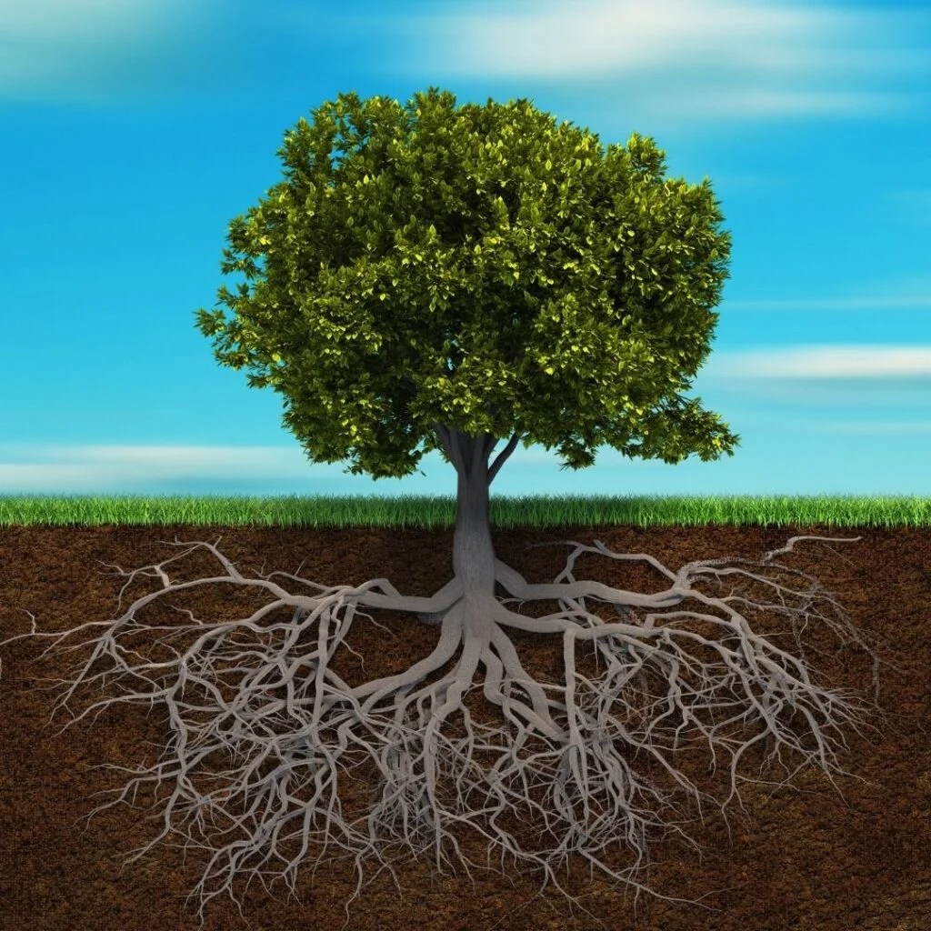 Deep Root Fertilization Tree Care Colling Professional Services