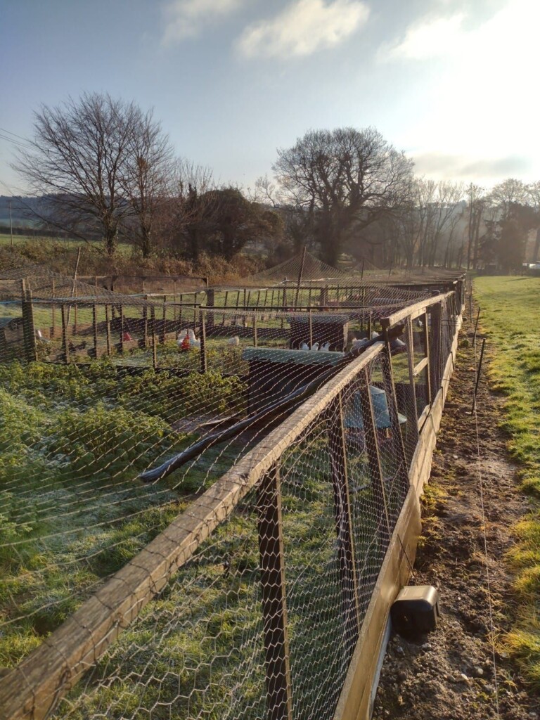 Game Bird Netting 38 mm (1 ½") Poultry Pheasant Partridge Nets