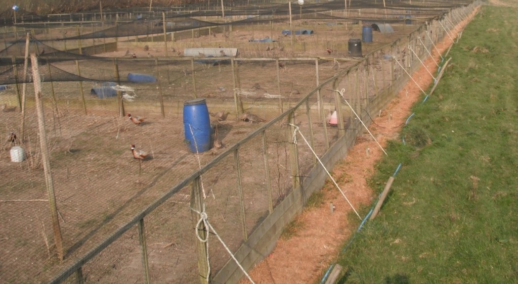 Laying Pen Netting 50mm Pheasants Game Bird Netting