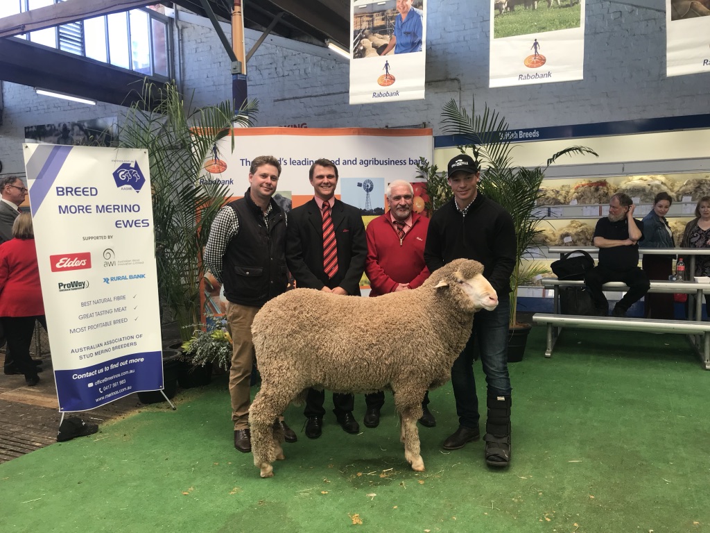 Standout Sales Collinsville Stud Merinos