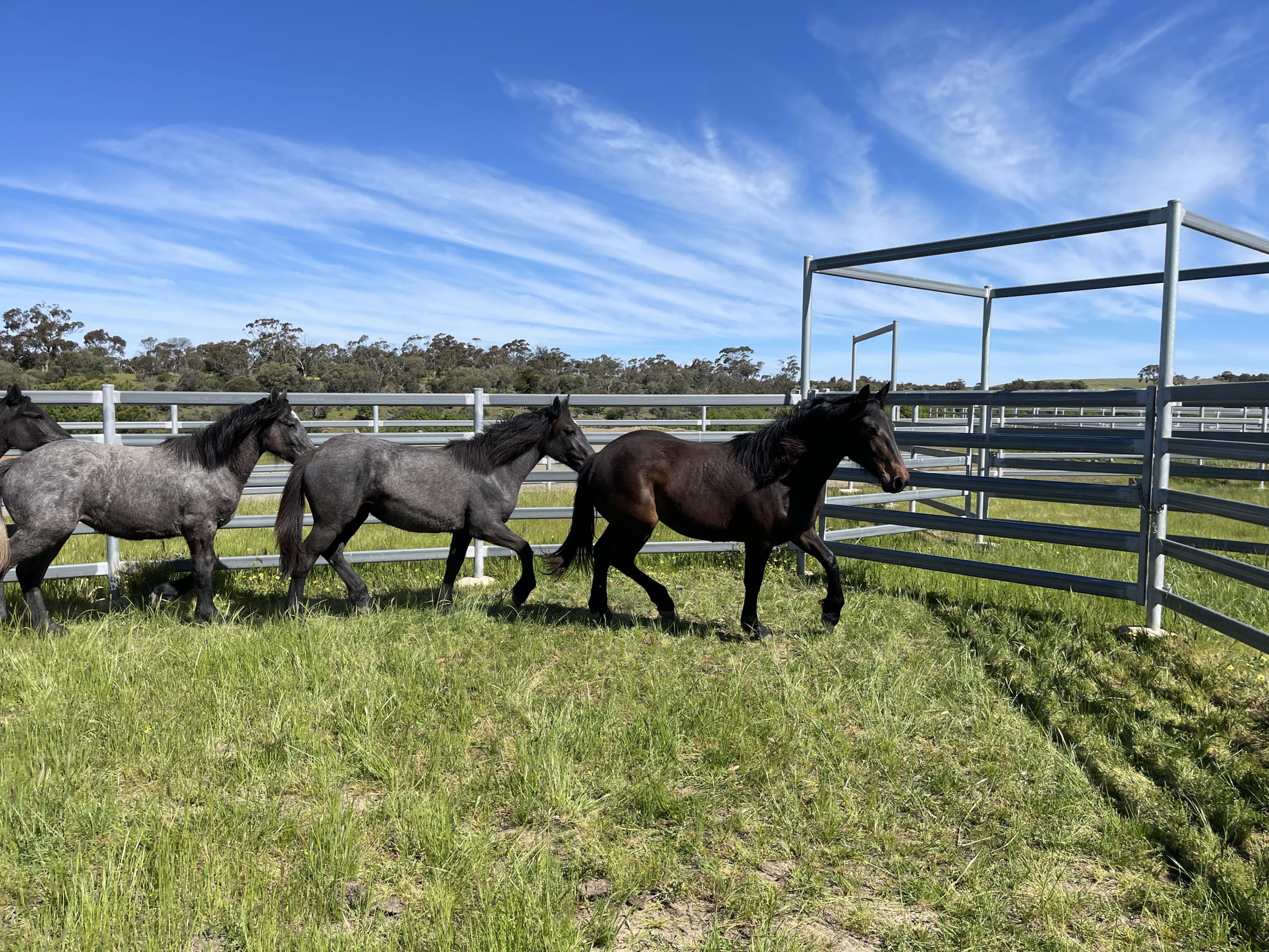 Kadlunga Percheron Horse Dispersal Collinsville Stud Merinos