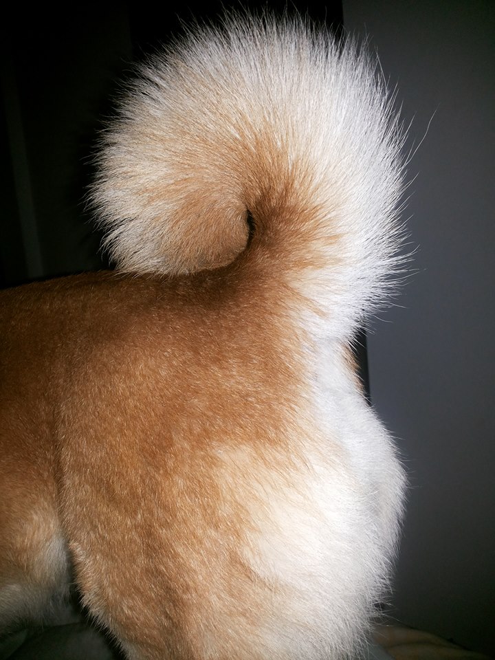 shiba tail Colloidal Care