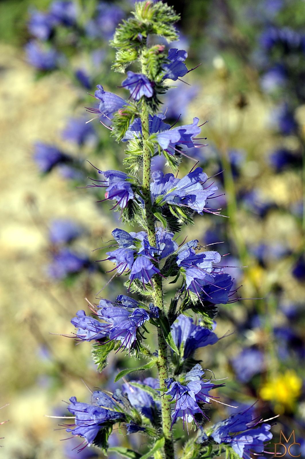 fleurs bleues ou violettes Page 9