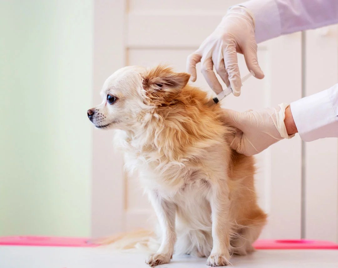 Cat & Dog Vaccinations in Colma, CA Colma Animal Hospital