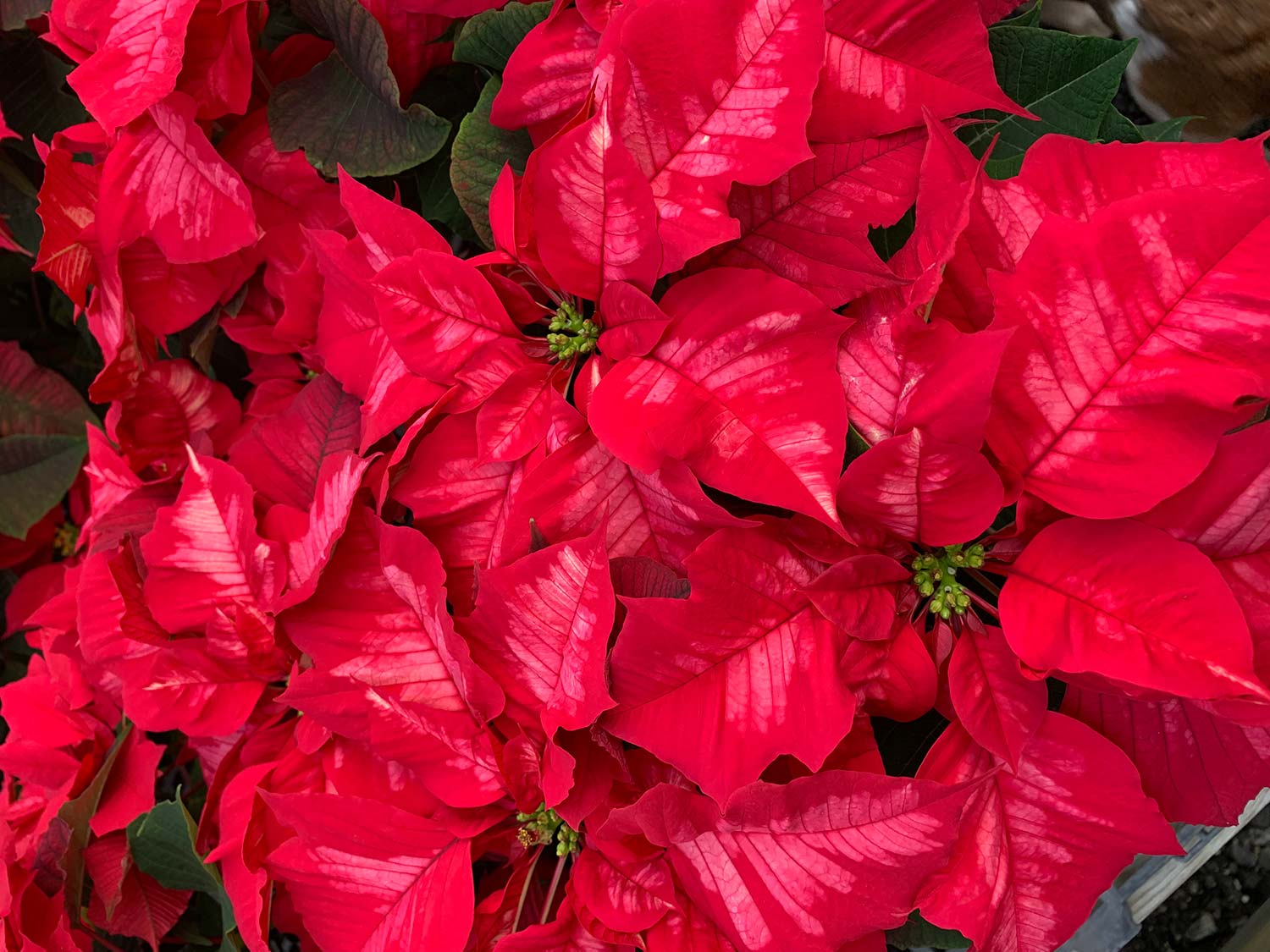 Colonial Farm Nursery Plant Nursery in Martinsburg, WV