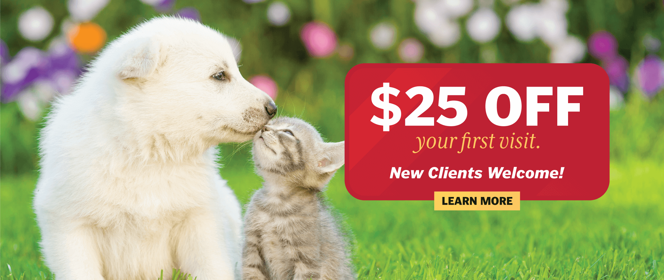 Looking for a Springfield, VA Veterinarian Colonial Animal Hospital