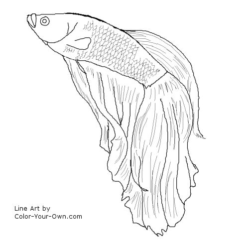 Betta Fish Coloring Page