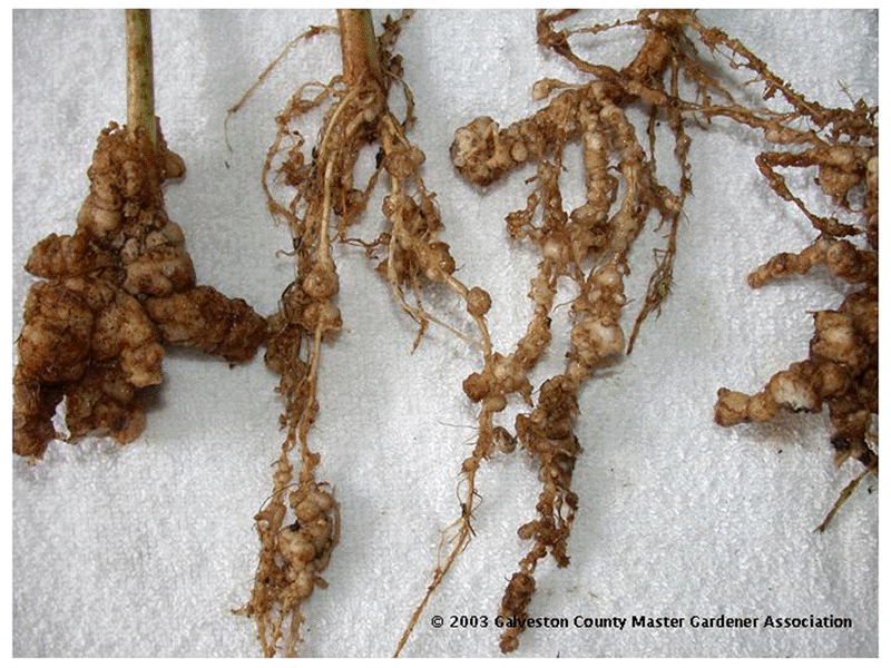 RootKnot Nematode Control for Home Gardens Colorado