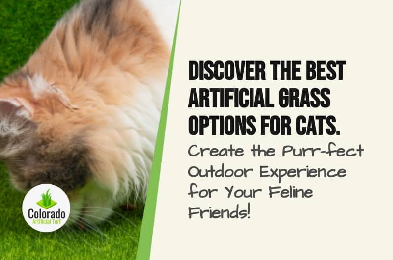 Pet Owners Guide The Best Artificial Grass Options for Cats