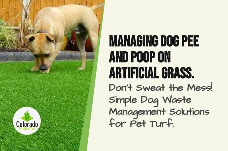 Top Guide Tackling Dog Pee and Poop on Artificial Grass