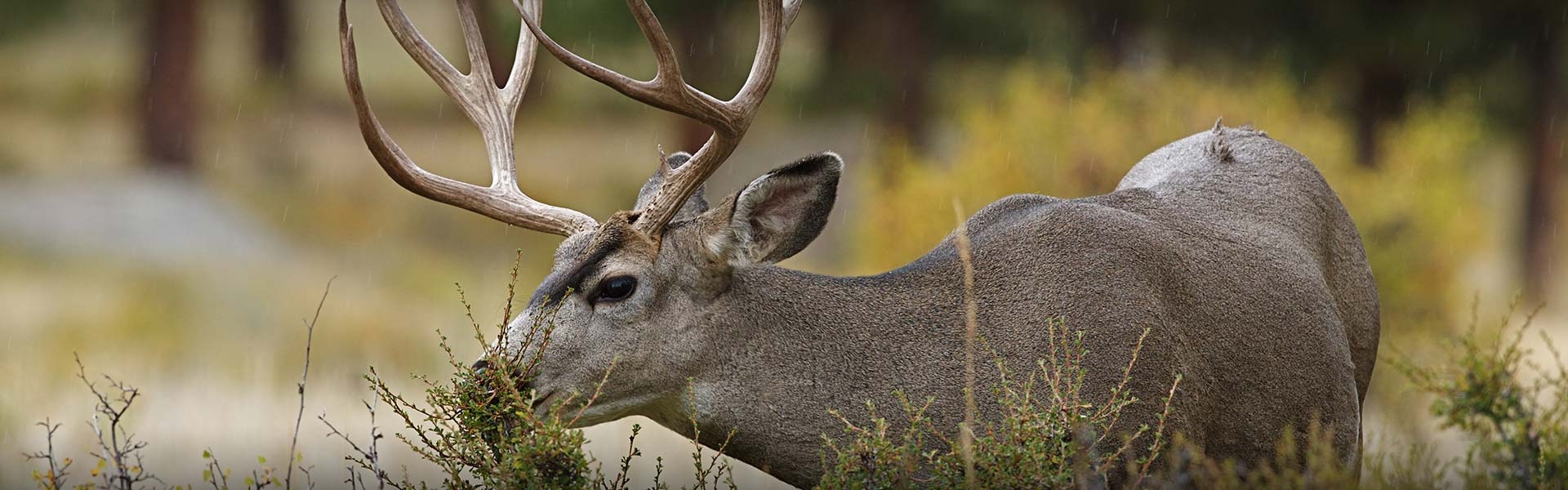 All Inclusive Hunting Packages Colorado Ivory & Antler Outfitters