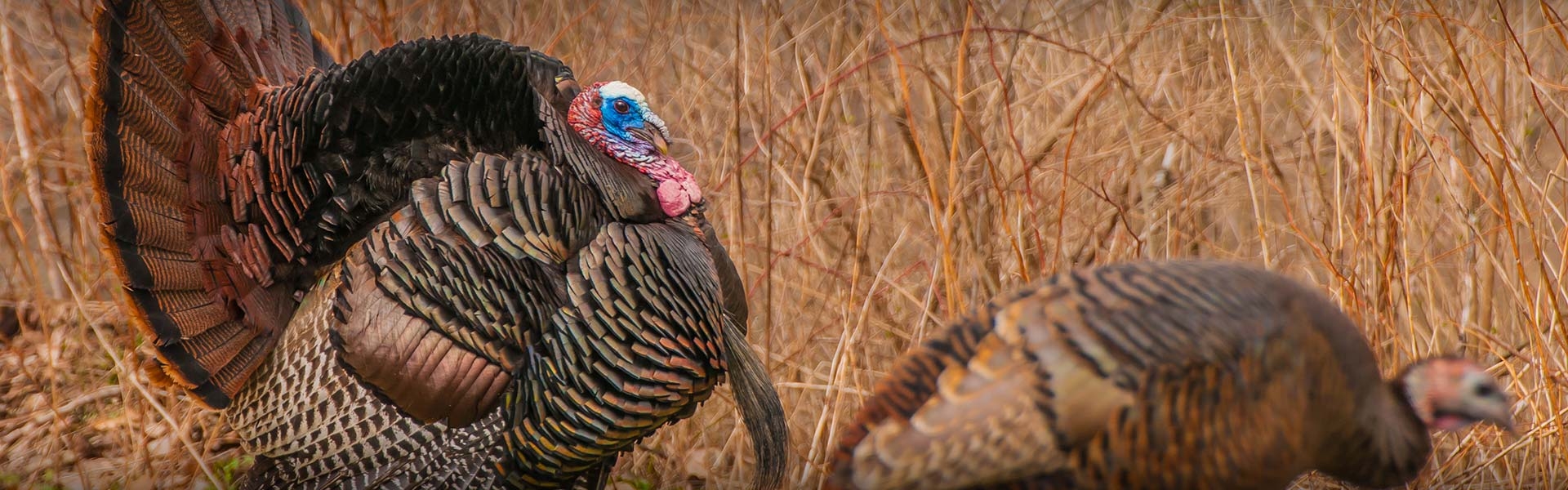 Guided Merriam's Turkey Hunts Colorado Turkey Hunting Outfitters