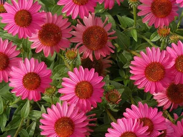 5 Flowers That Require Little Water