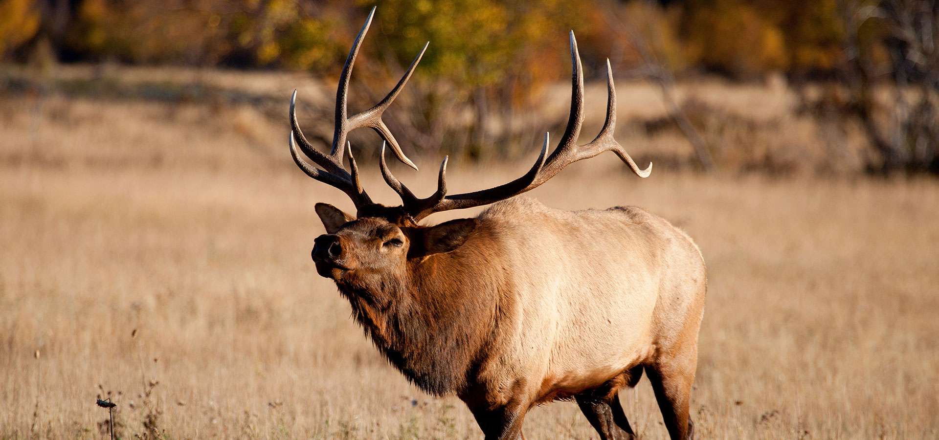 Colorado Elk Outfitter, LLC World Class Colorado Elk Hunts