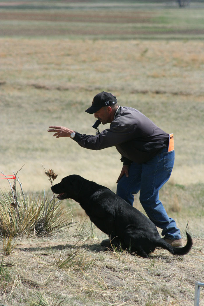 trainingadog ⋆ Colorado Gun Dogs