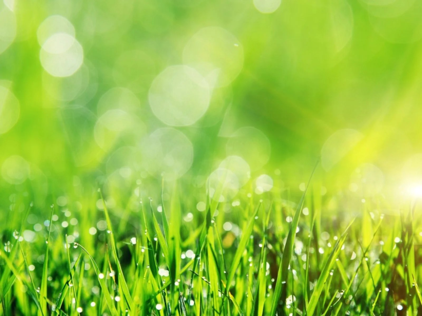 How to Choose the Right Grass for Your Colorado Lawn Colorado Lawn Services