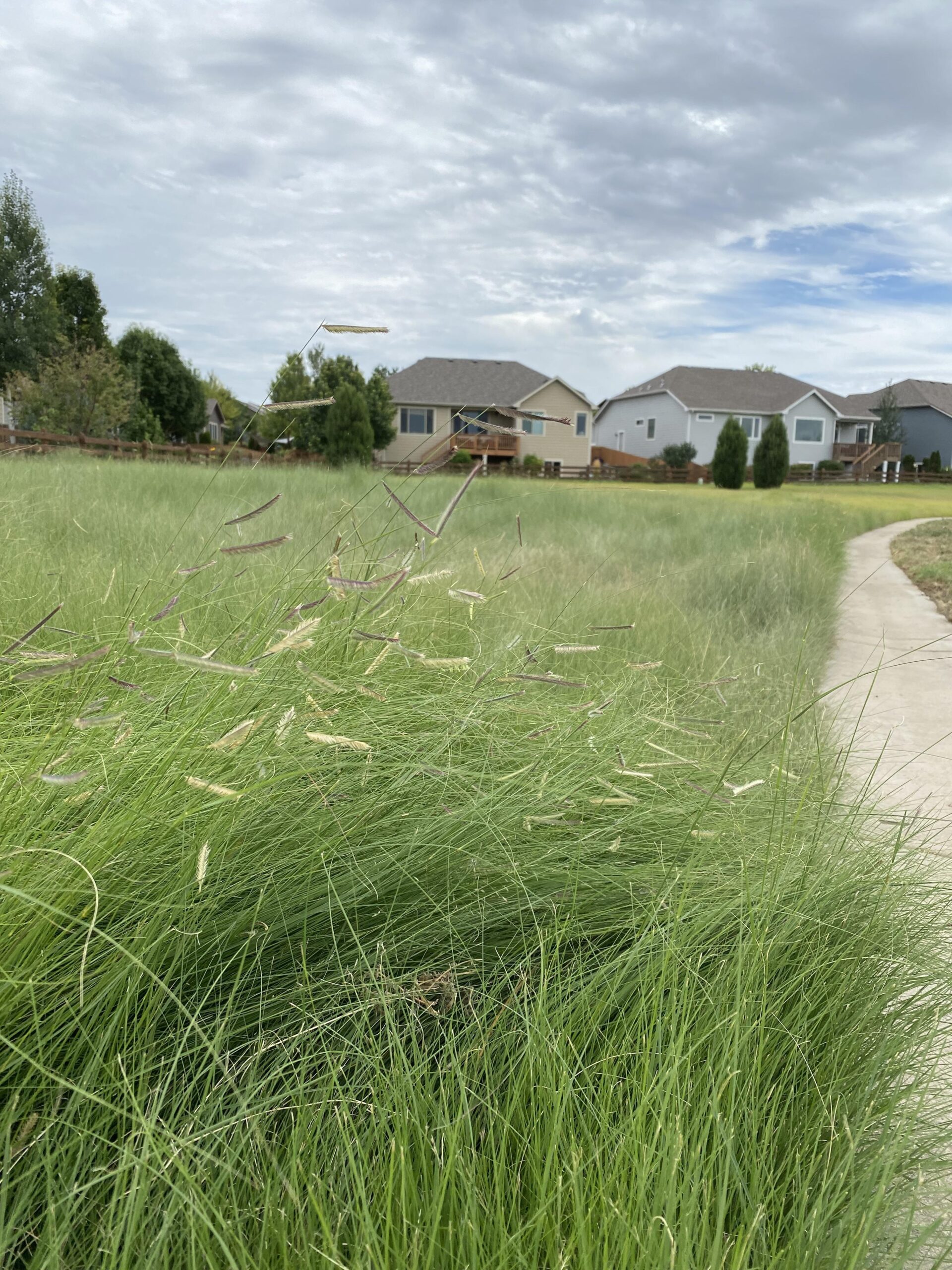 Colorado Native Grass Guide Learn to landscape with native grasses.