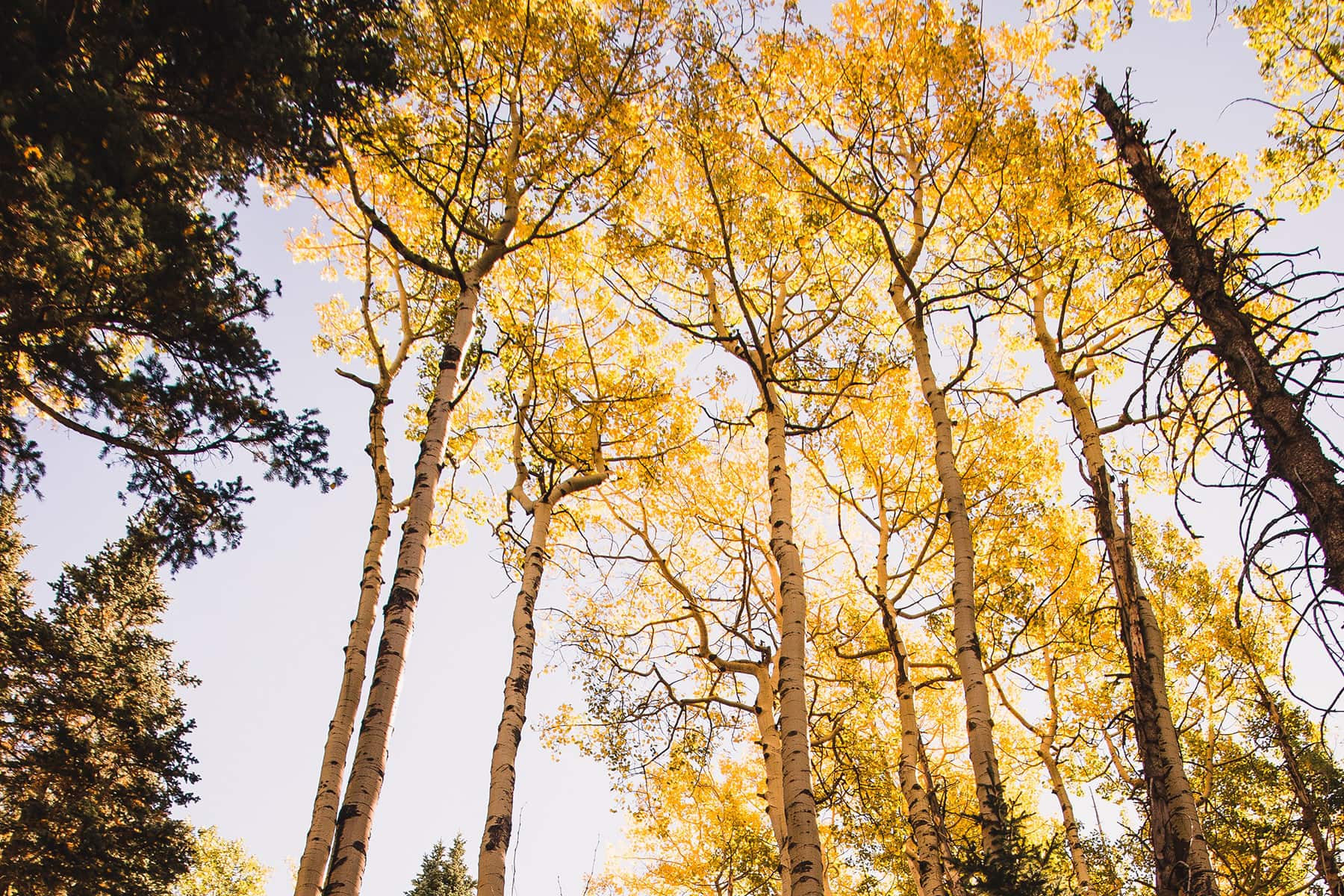 Living in Flagstaff & Northern Arizona Colorado Plateau Center for