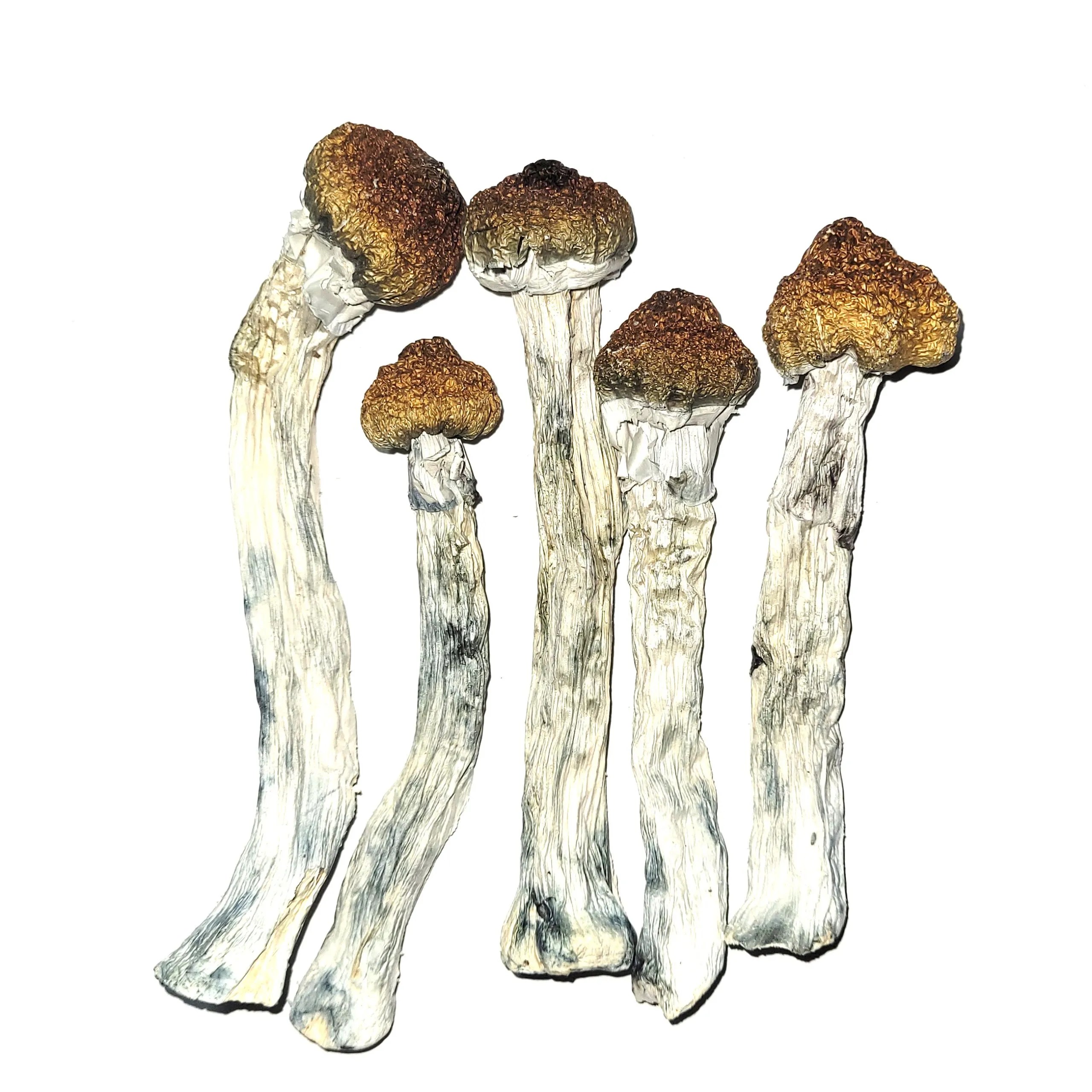 Buy Psilocybe Azurescens Mushroom Denver Delivery Colorado Psilocybin