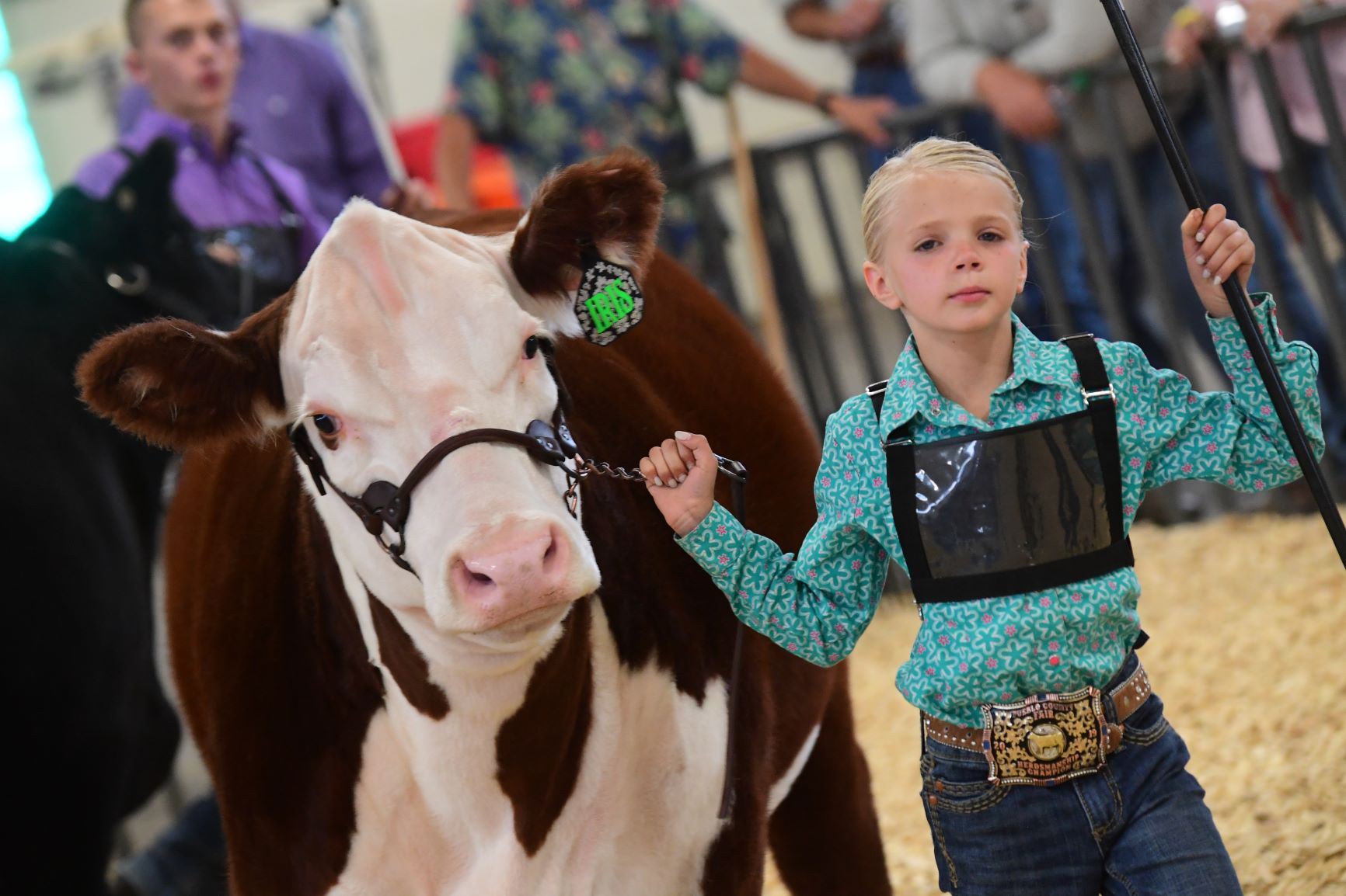 Livestock Colorado State Fair & Rodeo
