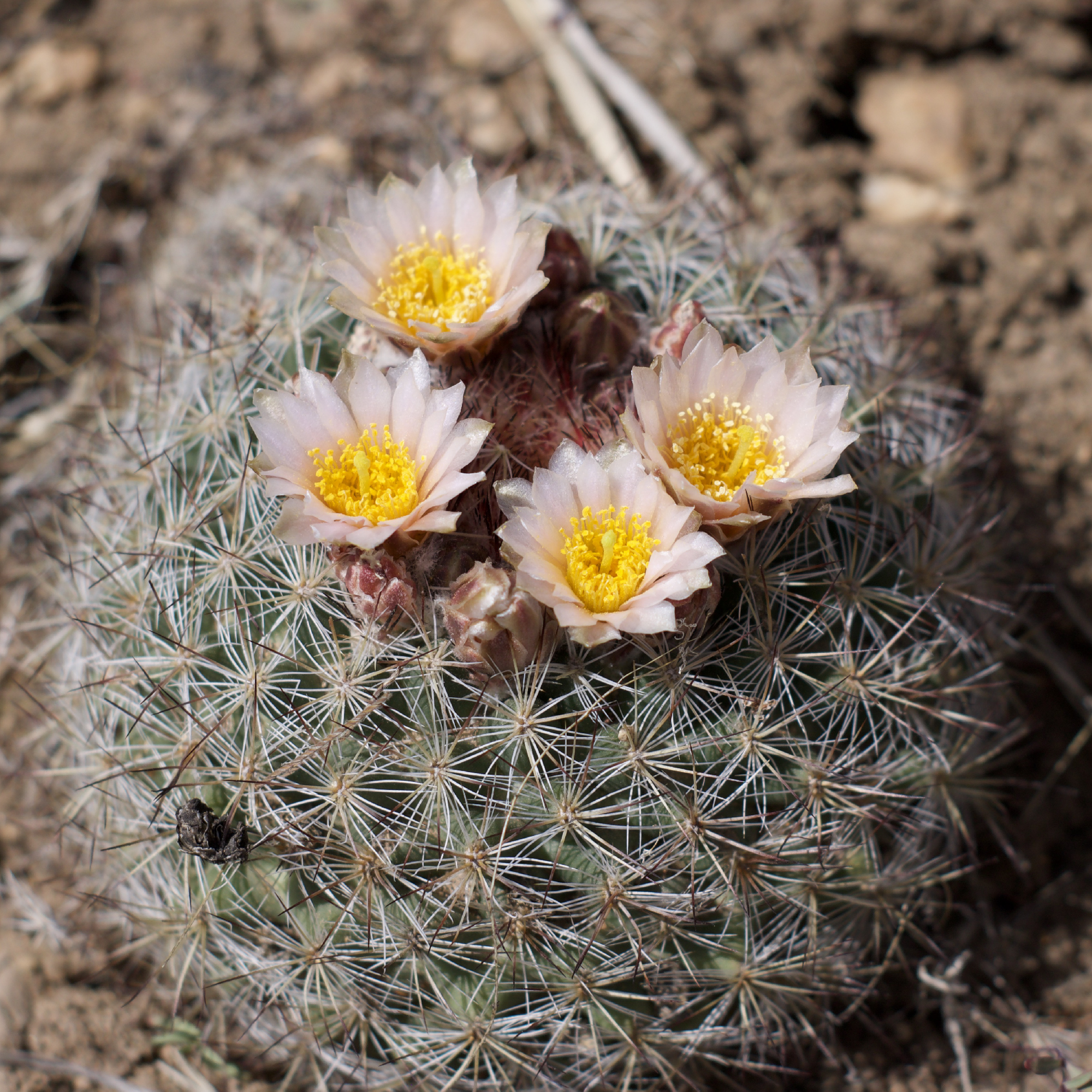 Mountain Ball Cactus Colorado's Wildflowers