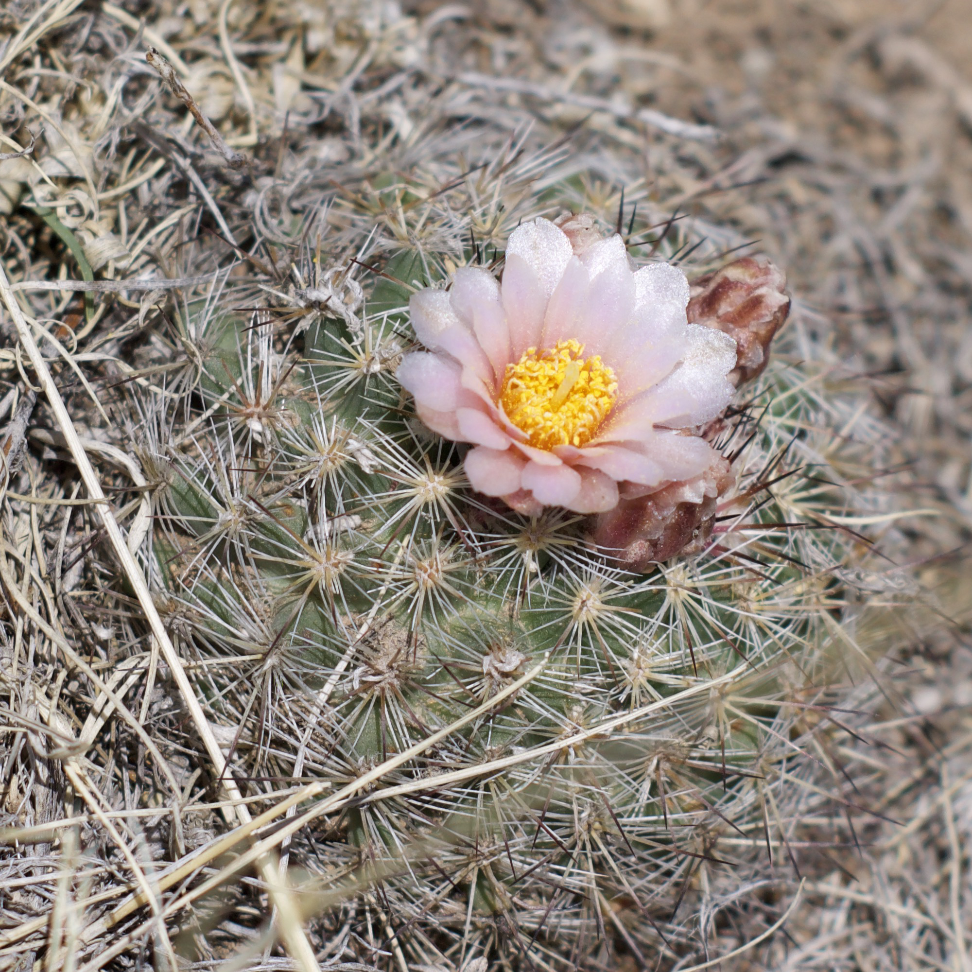 Mountain Ball Cactus Colorado's Wildflowers
