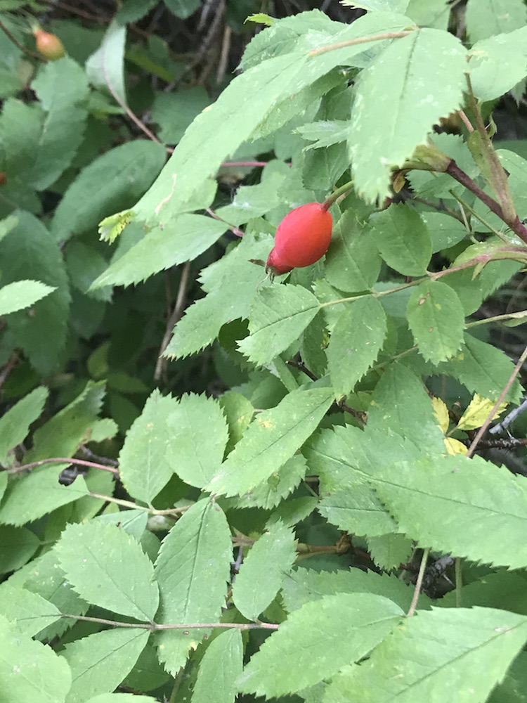 Wild Rose Colorado's Wildflowers