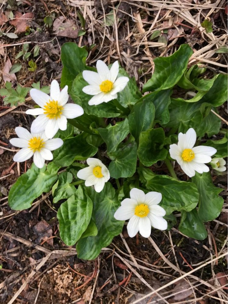 Mountain Marsh Marigold Colorado's Wildflowers