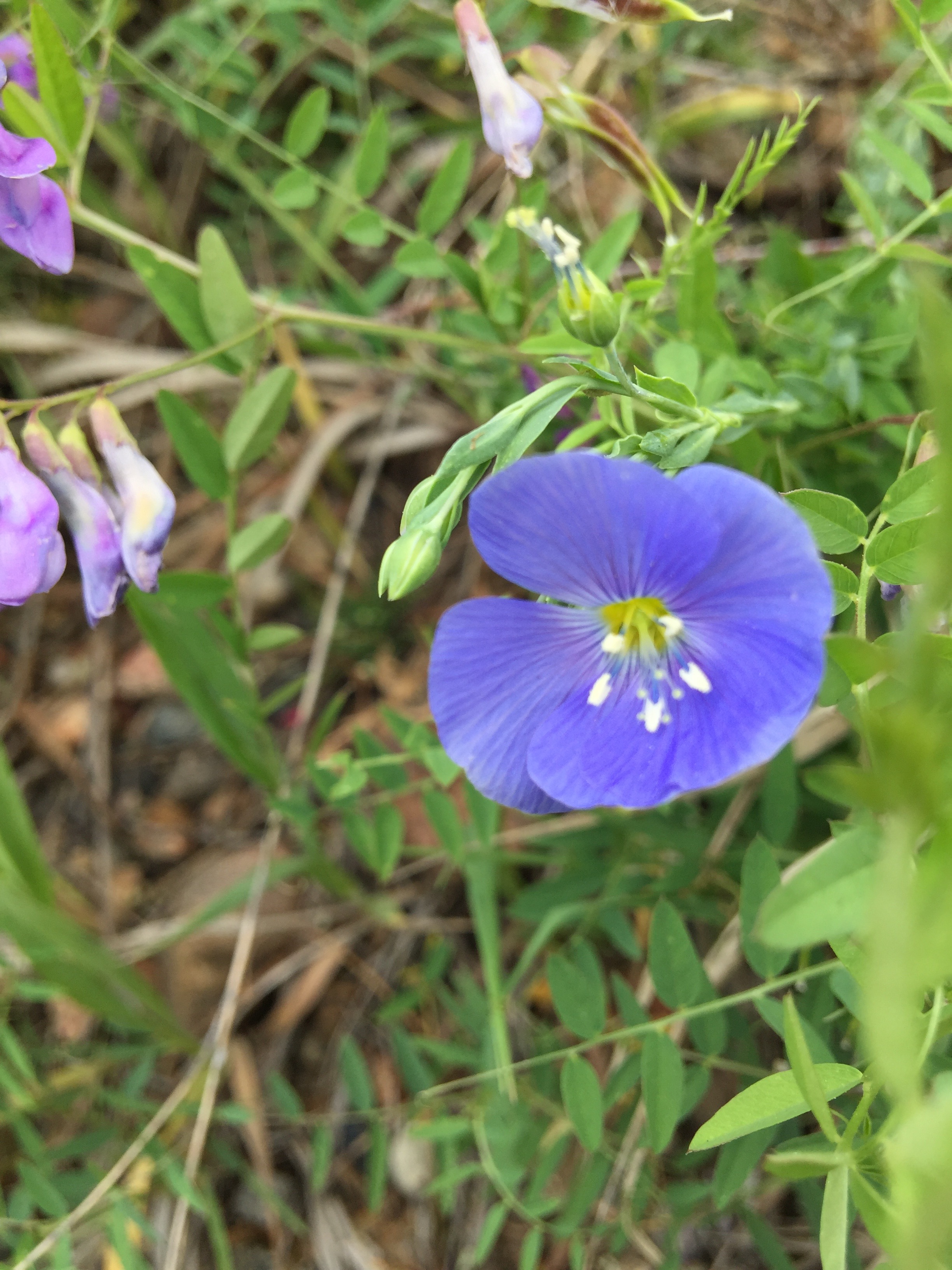 small blue flower long stem Colorado's Wildflowers