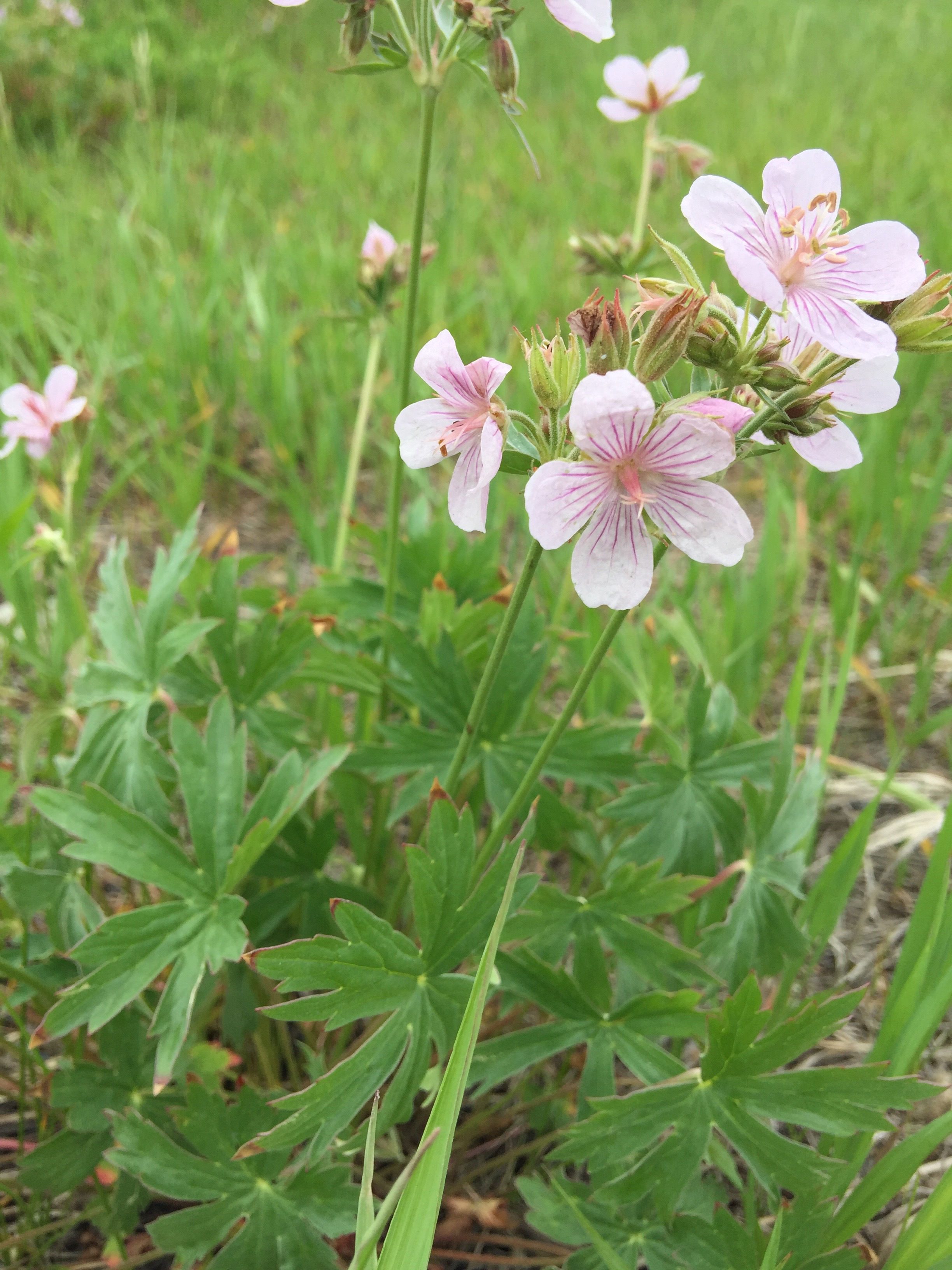 Richardson’s Geranium Colorado's Wildflowers
