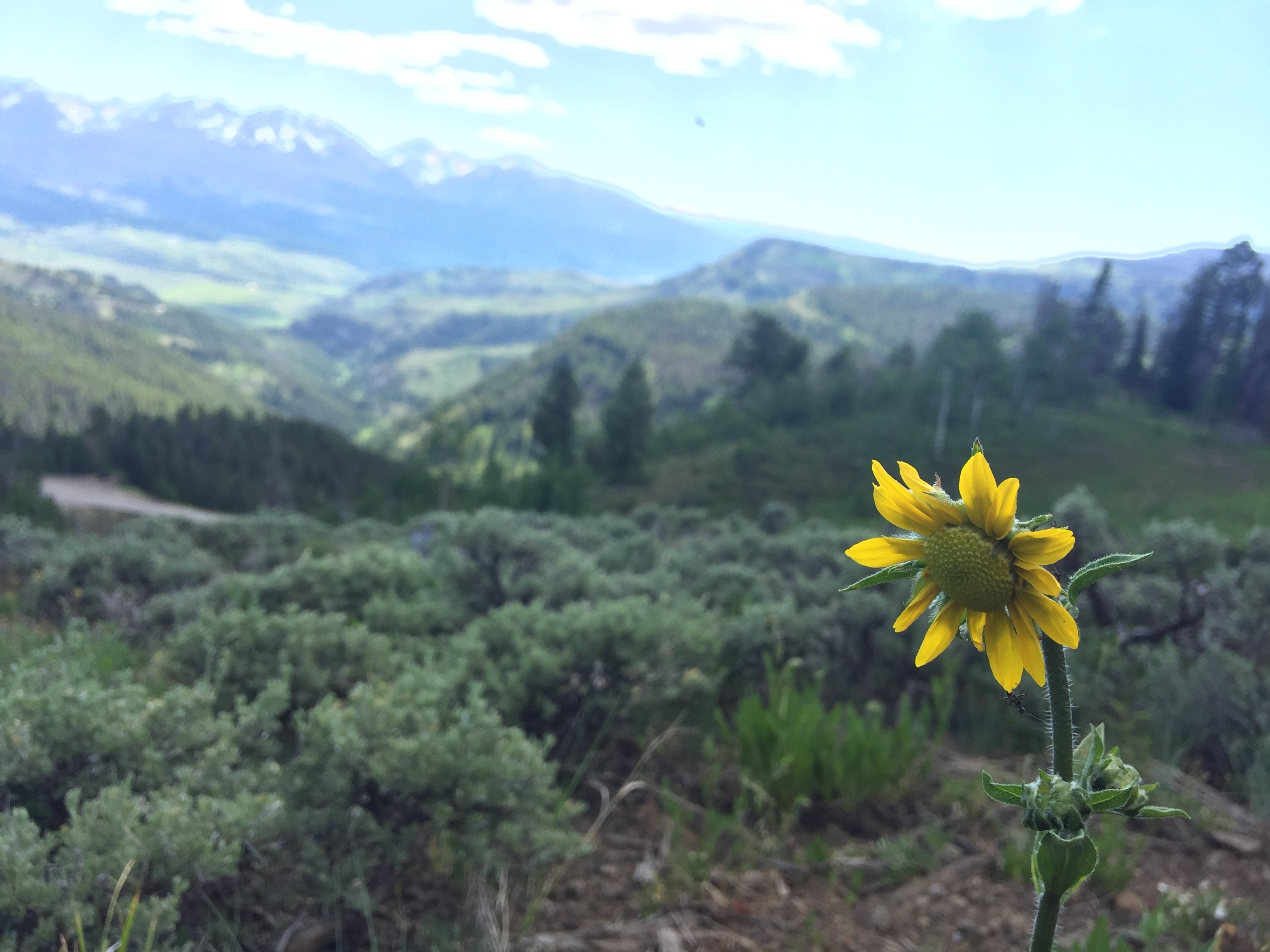 Despondent Flower Colorado's Wildflowers