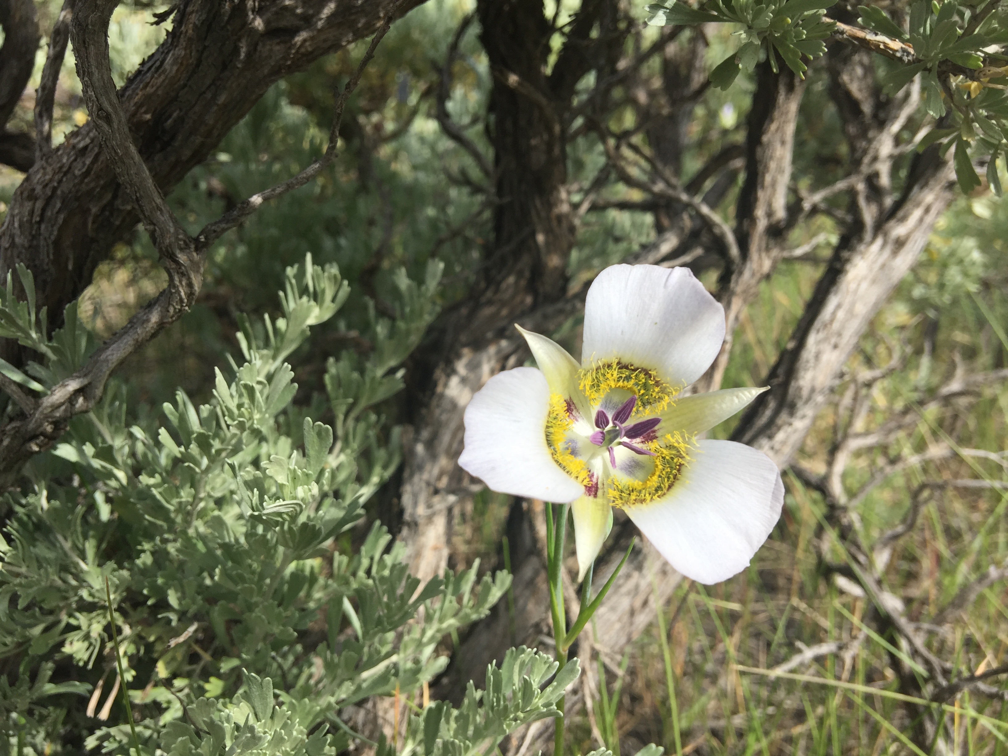 Mariposa Lily Flower Colorado's Wildflowers