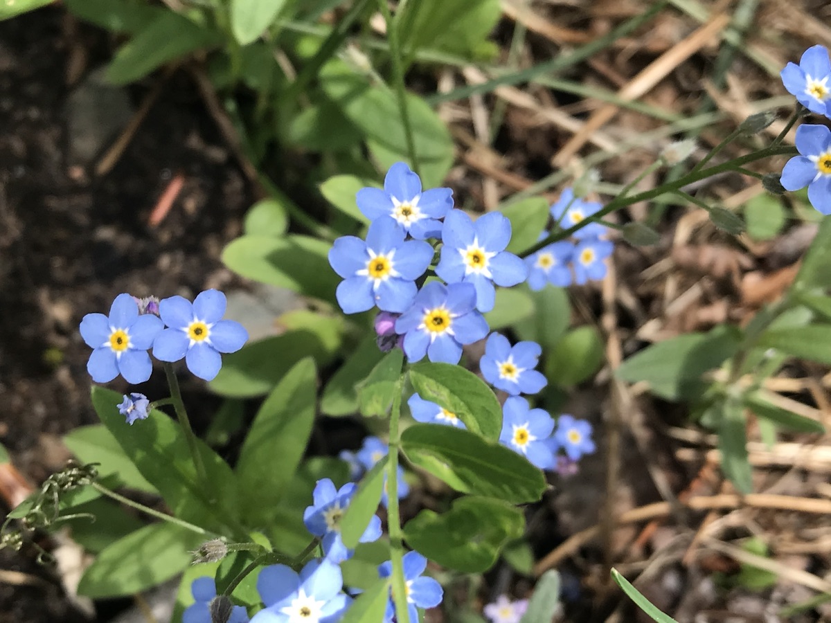 False Colorado's Wildflowers