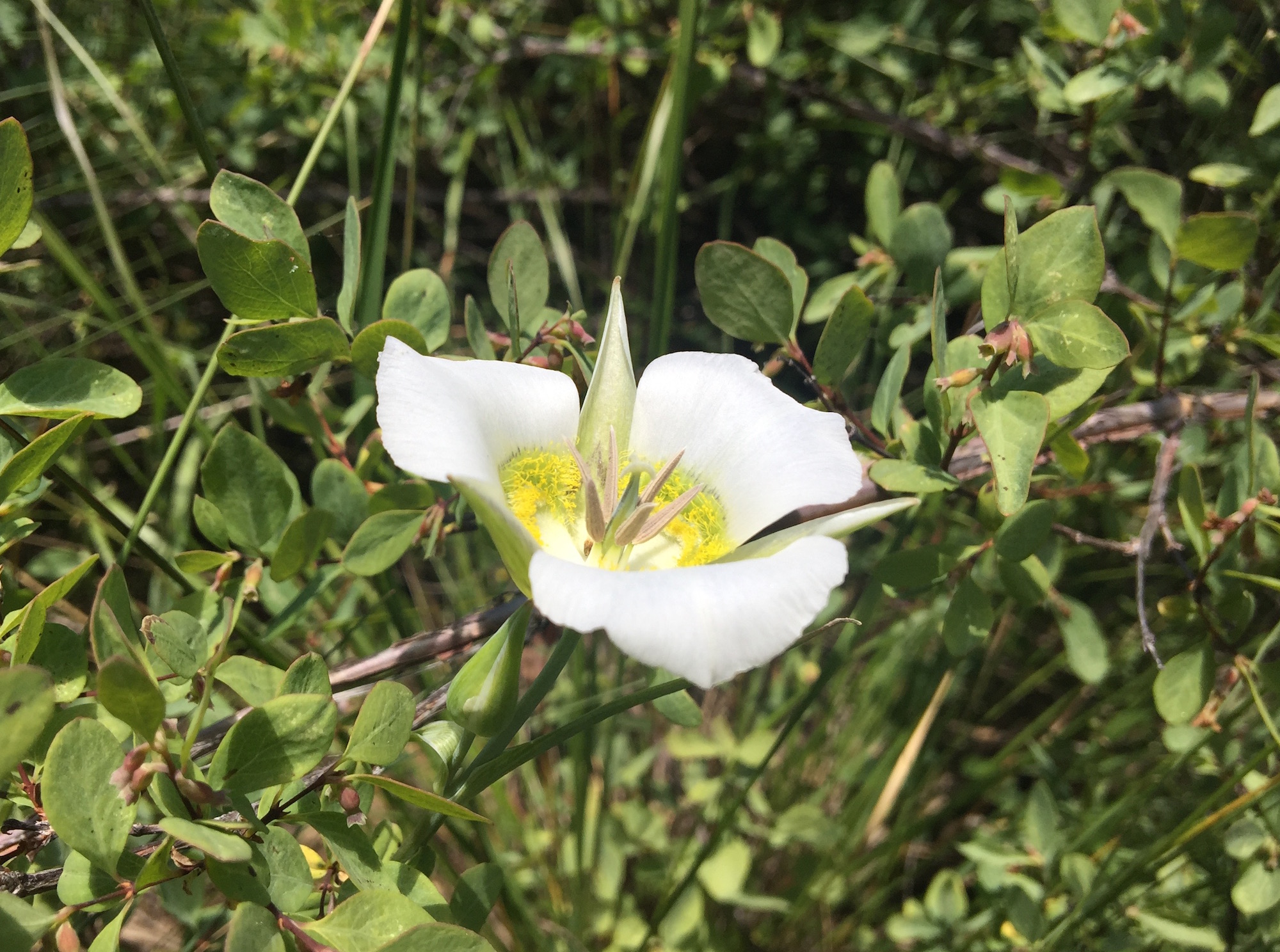 Mariposa Lily Flower Colorado's Wildflowers