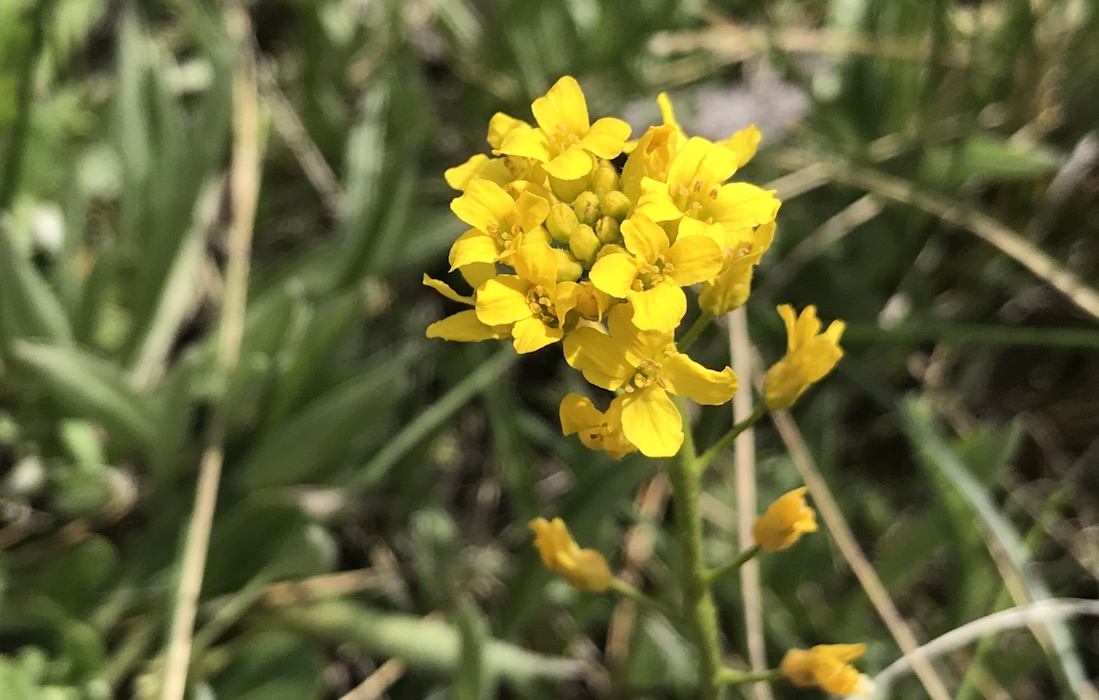 Golden Draba Colorado's Wildflowers