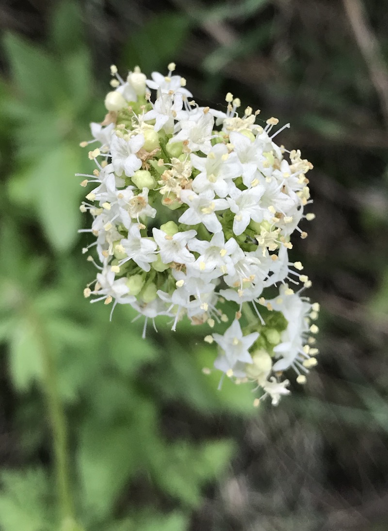 Northern Bedstraw Colorado's Wildflowers