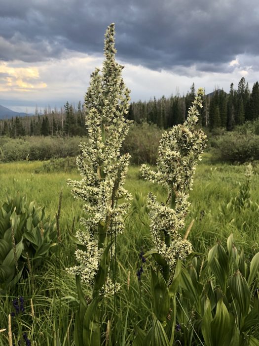 Corn Lily Colorado's Wildflowers