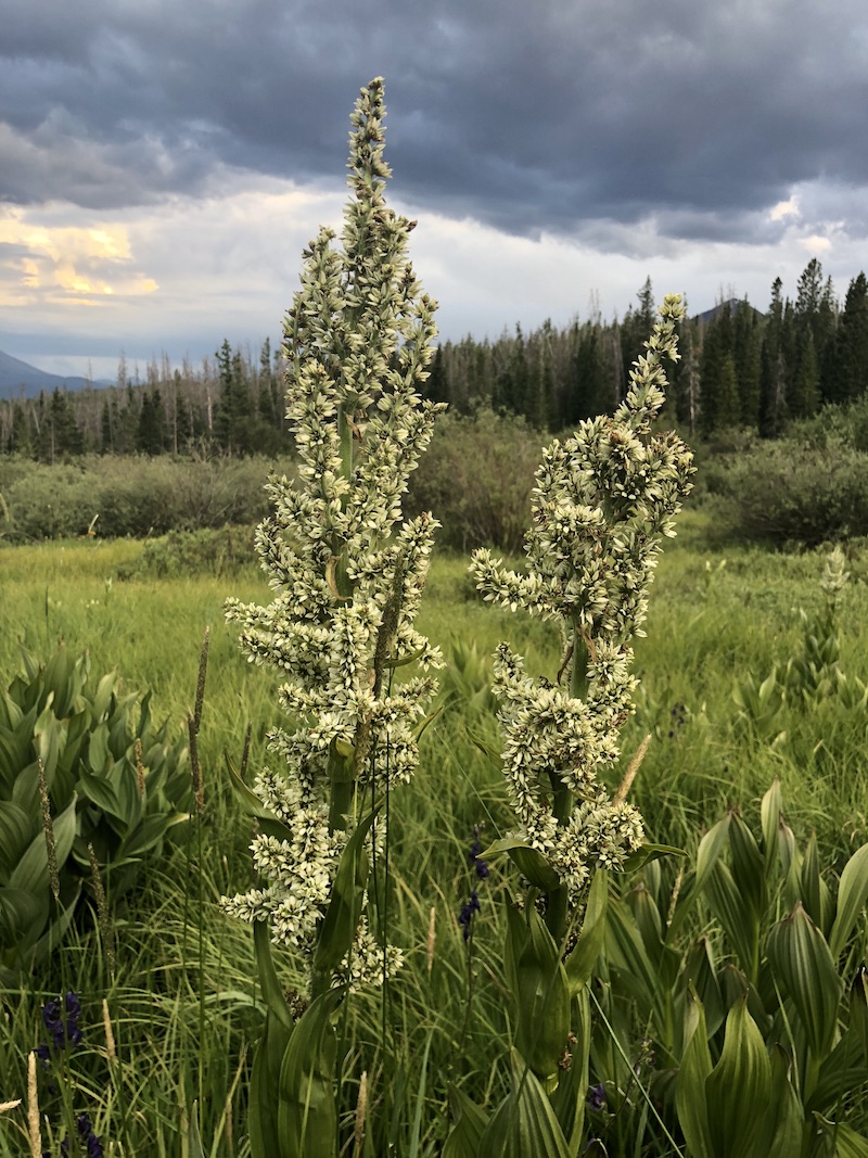 False Hellebore Colorado's Wildflowers