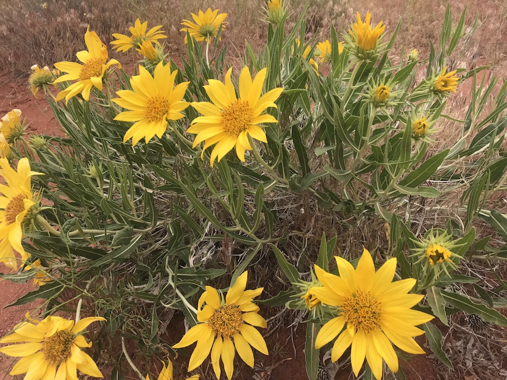 Desert Mule’s Ear Colorado's Wildflowers